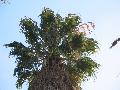 Washington Palm / Washingtonia robusta